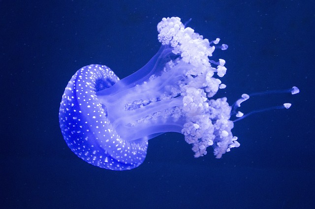 Tiefseegräben Quiz: Die dunkelsten Orte der Erde