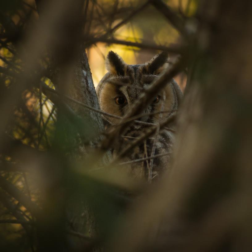 Vögel im Verborgenen