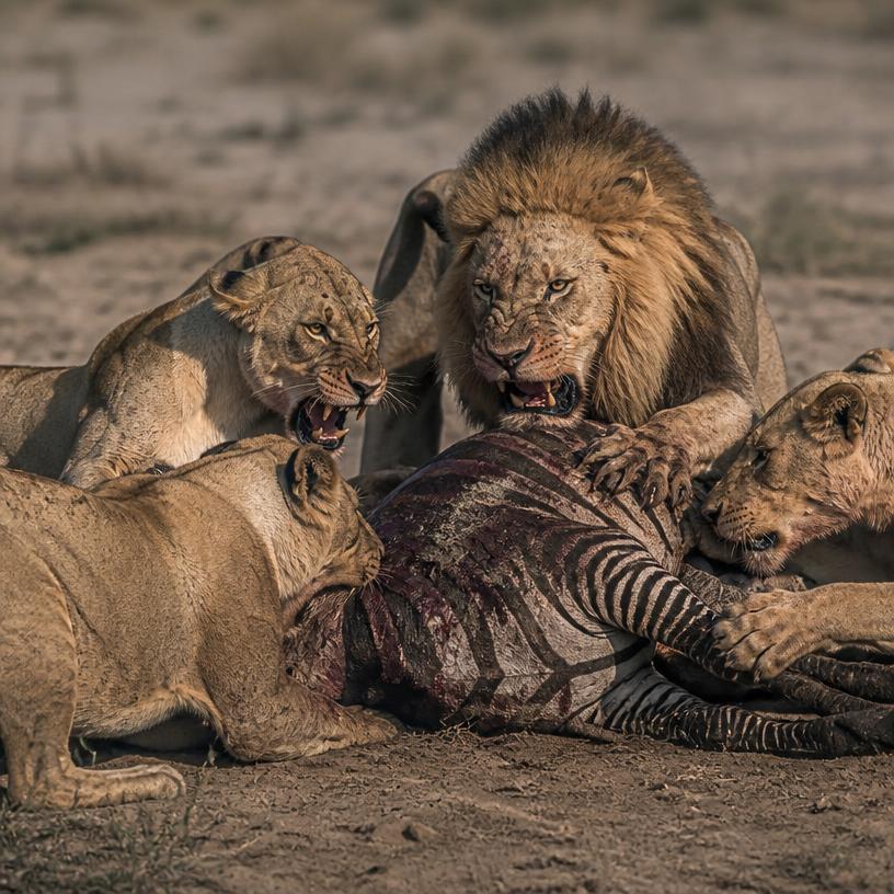 Der große Beutekampf in der Wildnis