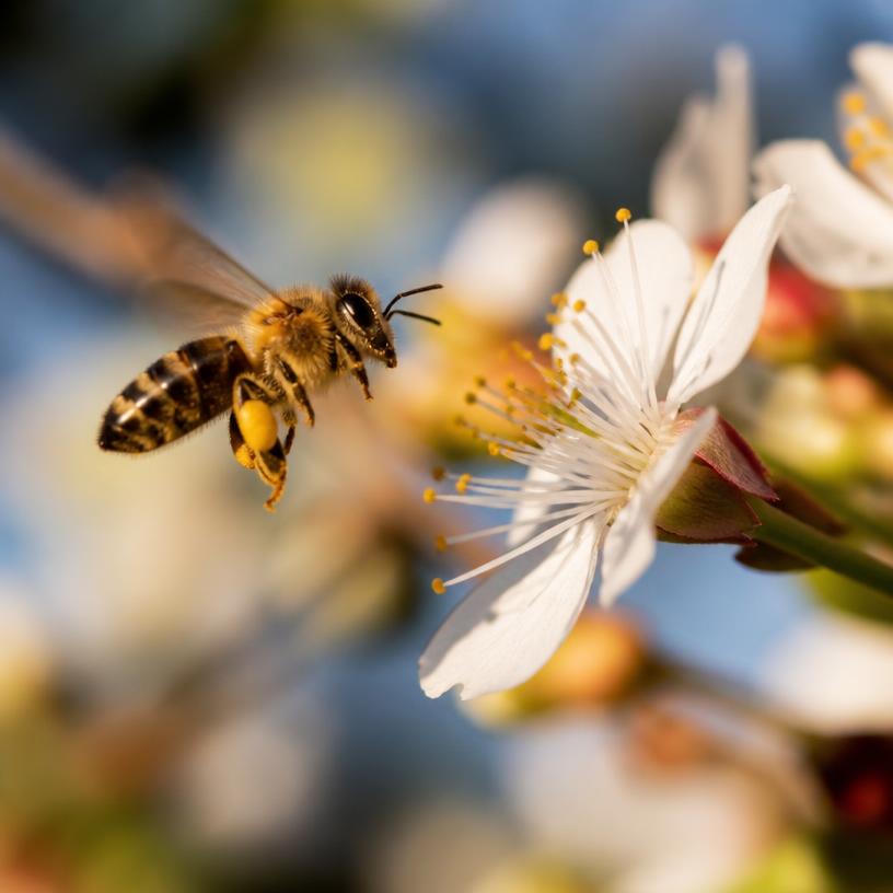 Bienenwunder: Einblicke in die Welt der Bestäuber