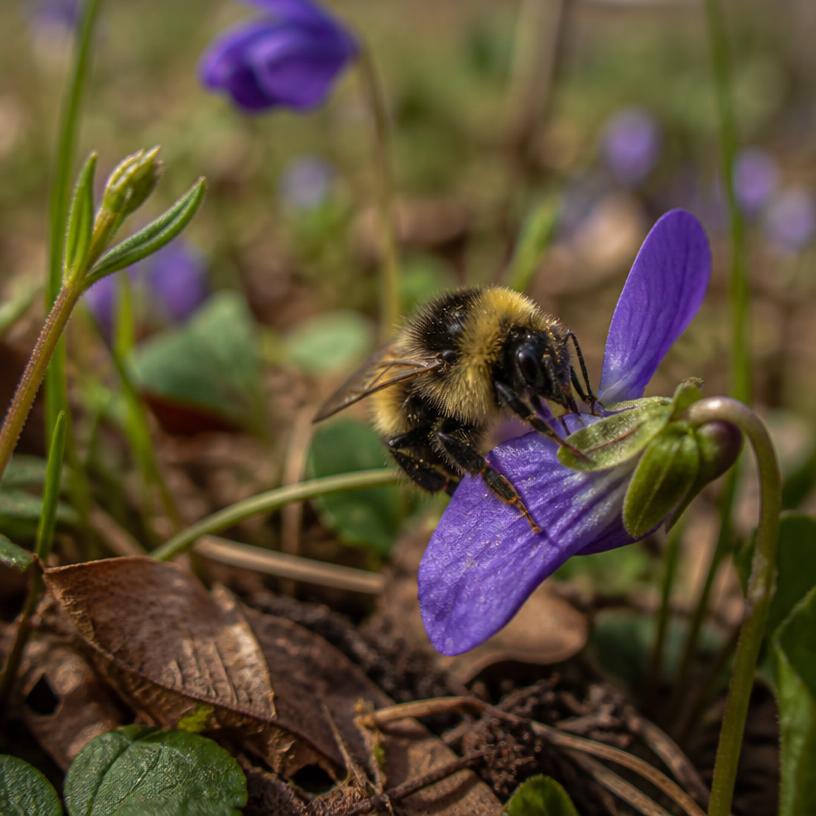 Unentdeckte Helden der Natur