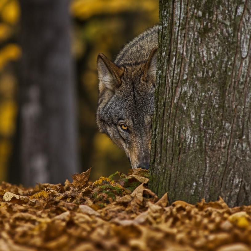 Taktiken der Natur: Die geheime Identität der Räuber