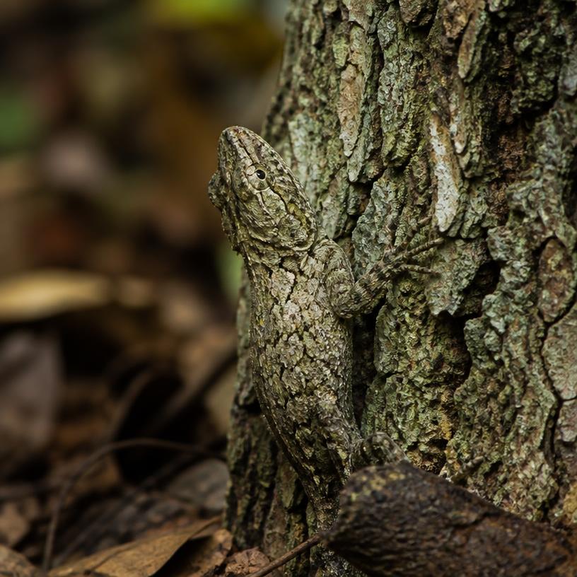 Meister der Tarnung: Die besten Camouflage-Künstler der Natur