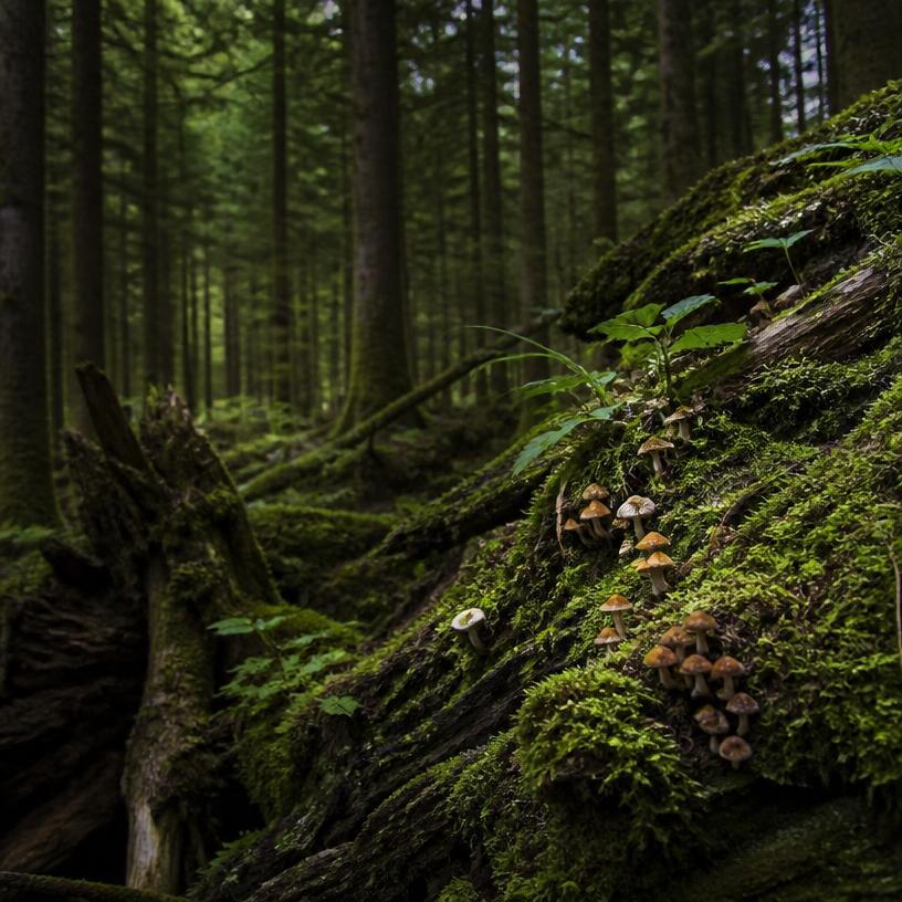 Das verborgene Waldbio